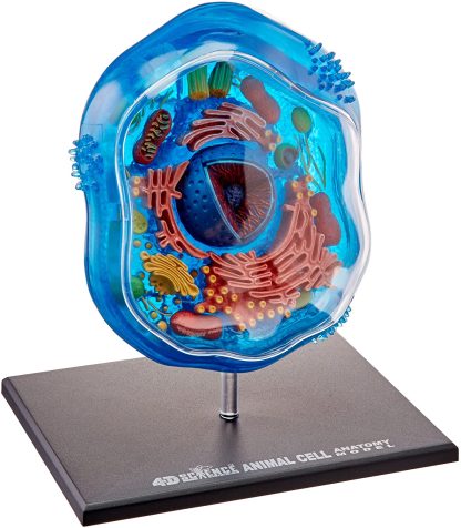 4D Science Animal Cell Kit - Image 3